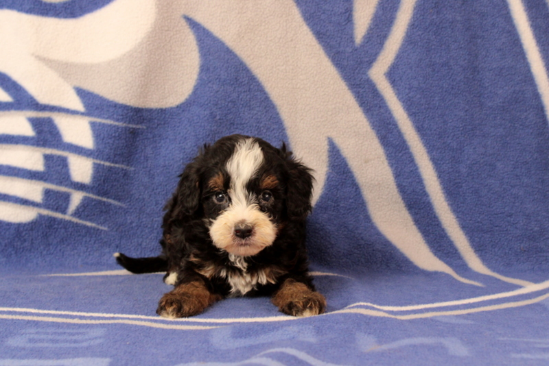 puppy, for, sale, Mini Bernedoodle F1, Matthew B. Stoltzfus, dog, breeder, Gap, PA, dog-breeder, puppy-for-sale, forsale, nearby, find, puppyfind, locator, puppylocator, aca